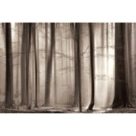 The Cloaking Black Modern Wood Framed Art Print with Double Matting by Van De Goor, Lars