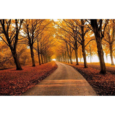 Well Traveled White Modern Wood Framed Art Print by Van De Goor, Lars