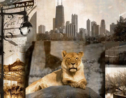 Lincoln Park Zoo White Modern Wood Framed Art Print with Double Matting by Donovan, Kelly