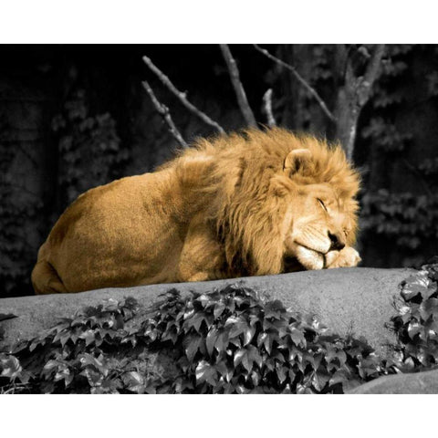 Lion Black Modern Wood Framed Art Print with Double Matting by Donovan, Kelly