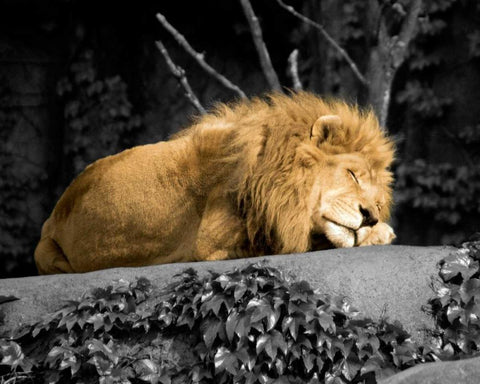 Lion Black Ornate Wood Framed Art Print with Double Matting by Donovan, Kelly