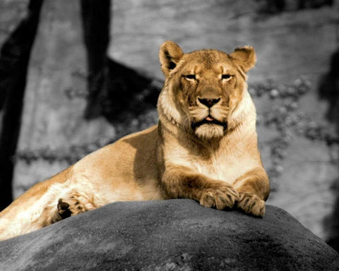 Lioness White Modern Wood Framed Art Print with Double Matting by Donovan, Kelly