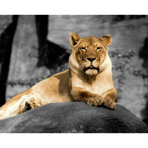Lioness Gold Ornate Wood Framed Art Print with Double Matting by Donovan, Kelly