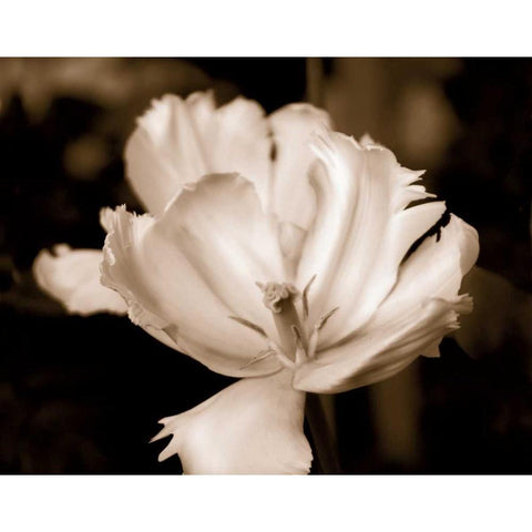 Veronicas Garden II White Modern Wood Framed Art Print by Donovan, Kelly