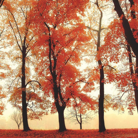 Coral Woods White Modern Wood Framed Art Print by Weisz, Irene