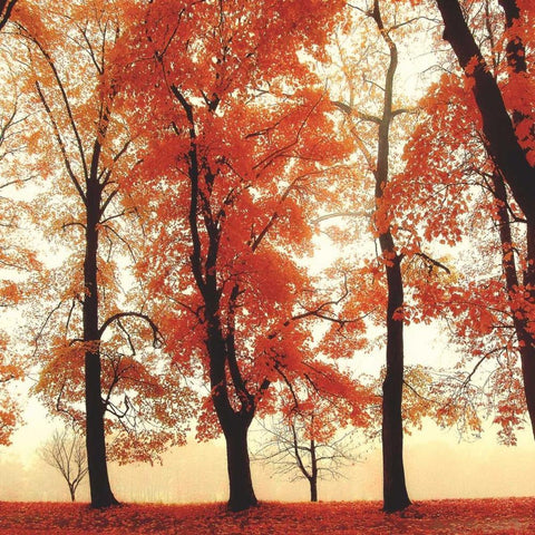 Coral Woods White Modern Wood Framed Art Print with Double Matting by Weisz, Irene