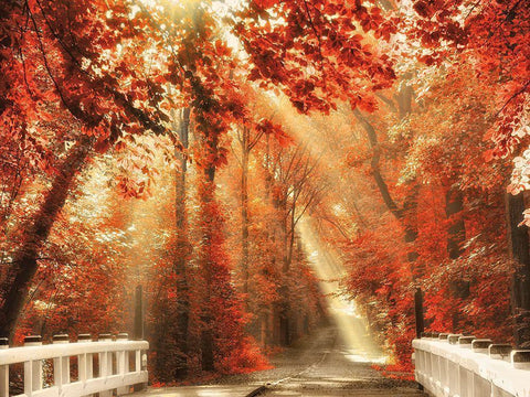 Red for Rest Black Ornate Wood Framed Art Print with Double Matting by Van de Goor, Lars