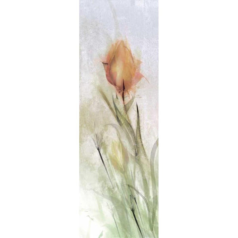 Tulip Breeze I White Modern Wood Framed Art Print by Calascibetta, Mike