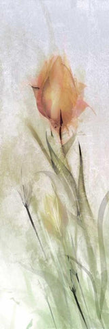 Tulip Breeze I White Modern Wood Framed Art Print with Double Matting by Calascibetta, Mike