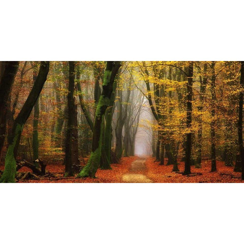 Shimmer Black Modern Wood Framed Art Print with Double Matting by Van de Goor, Lars