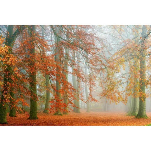 Autumn Mist White Modern Wood Framed Art Print by Van de Goor, Lars