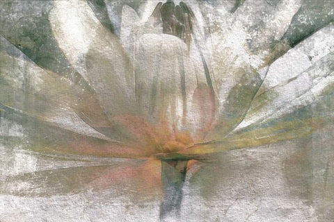Lily Light Black Ornate Wood Framed Art Print with Double Matting by Calascibetta, Mike