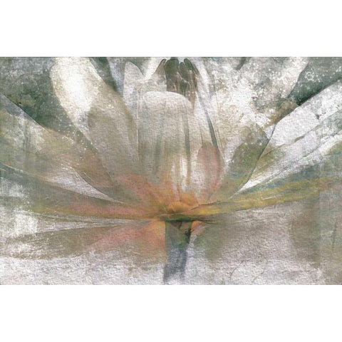Lily Light White Modern Wood Framed Art Print by Calascibetta, Mike