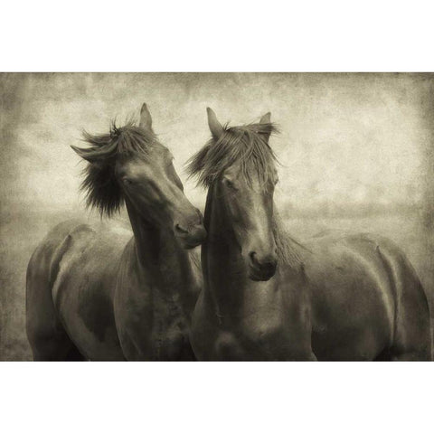 Horses Dont Whisper White Modern Wood Framed Art Print by Van de Goor, Lars