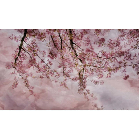 Joy of Spring Black Modern Wood Framed Art Print with Double Matting by Weisz, Irene