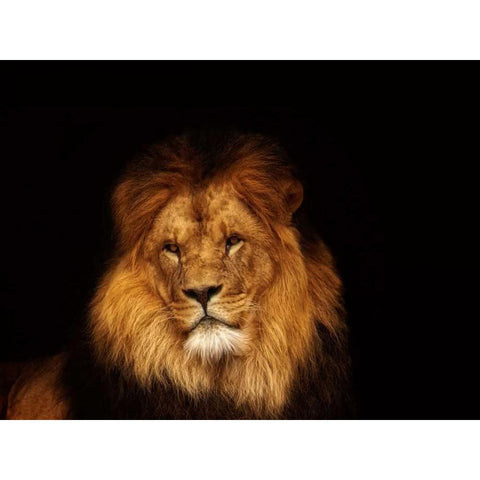Look My Way Gold Ornate Wood Framed Art Print with Double Matting by Van de Goor, Lars