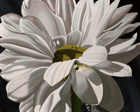 Black Tie Daisy White Modern Wood Framed Art Print with Double Matting by Macoce, Ellen