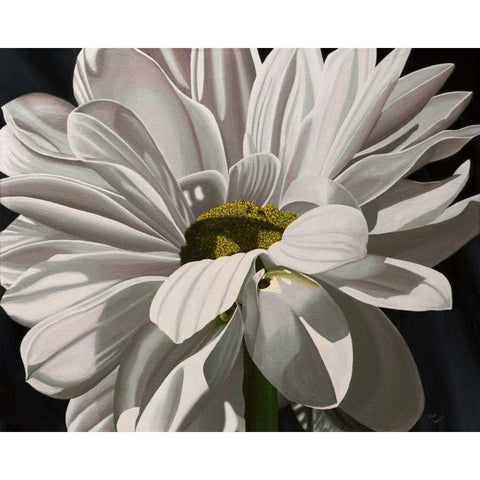 Black Tie Daisy Black Modern Wood Framed Art Print by Macoce, Ellen