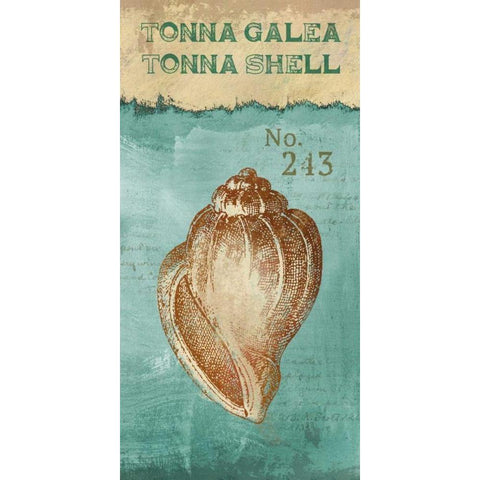 Tonna Shell Black Modern Wood Framed Art Print by Knutsen, Conrad