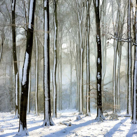 Enchanted Forest White Modern Wood Framed Art Print with Double Matting by Van de Goor, Lars