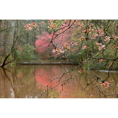 Azalea Branches in Spring Black Modern Wood Framed Art Print by Delimont, Danita