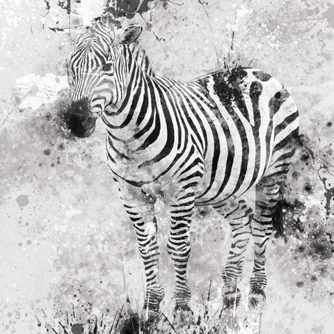 Zebra I White Modern Wood Framed Art Print with Double Matting by Robinson, Carol