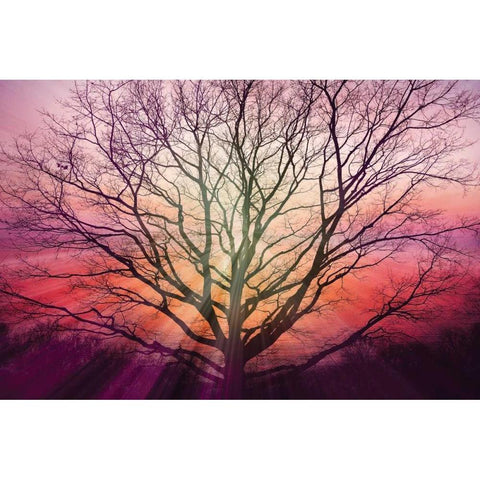 Sunburst Sentinel White Modern Wood Framed Art Print by Weisz, Irene