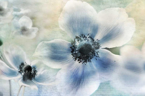 Anemone Cheer White Modern Wood Framed Art Print with Double Matting by Weisz, Irene