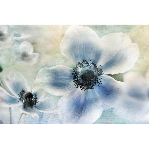 Anemone Cheer Black Modern Wood Framed Art Print by Weisz, Irene
