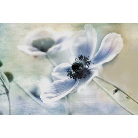 Anemone Whisper Black Modern Wood Framed Art Print with Double Matting by Weisz, Irene