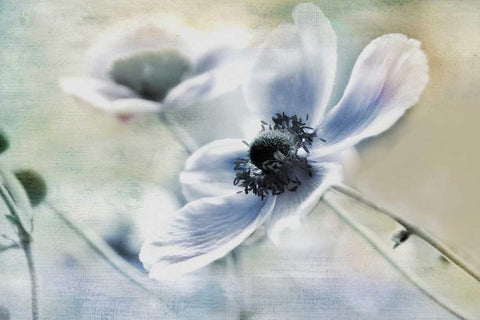 Anemone Whisper Black Ornate Wood Framed Art Print with Double Matting by Weisz, Irene