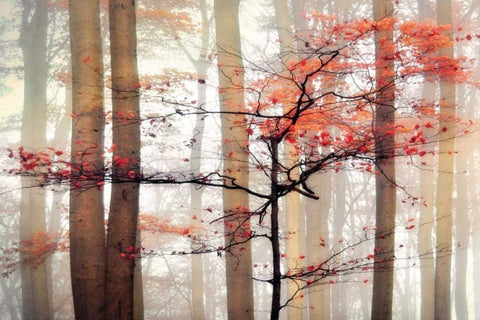 Orange Awakening White Modern Wood Framed Art Print with Double Matting by Weisz, Irene
