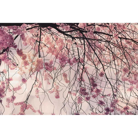 Spring Song Gold Ornate Wood Framed Art Print with Double Matting by Weisz, Irene
