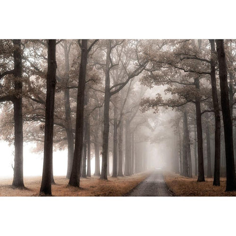 Misty Road Gold Ornate Wood Framed Art Print with Double Matting by Van de Goor, Lars