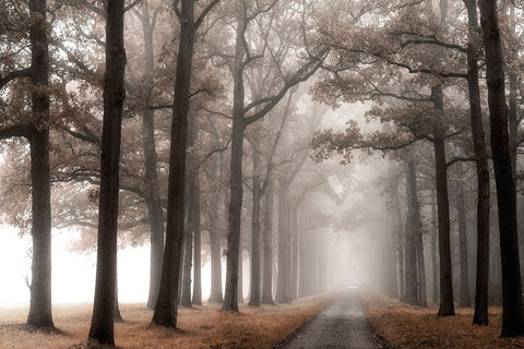 Misty Road White Modern Wood Framed Art Print with Double Matting by Van de Goor, Lars