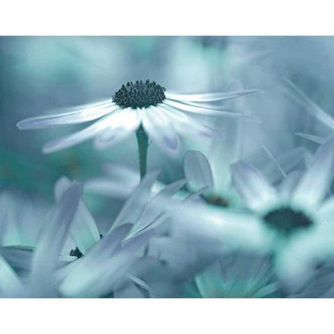 Moment in the Sun Black Modern Wood Framed Art Print with Double Matting by Delimont, Danita