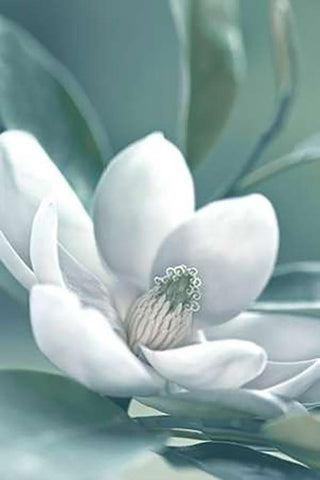 Magnolia Morning Black Ornate Wood Framed Art Print with Double Matting by Delimont, Danita