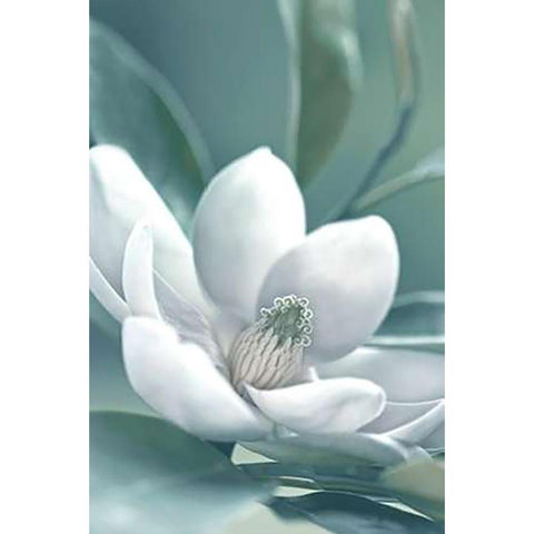 Magnolia Morning Black Modern Wood Framed Art Print by Delimont, Danita