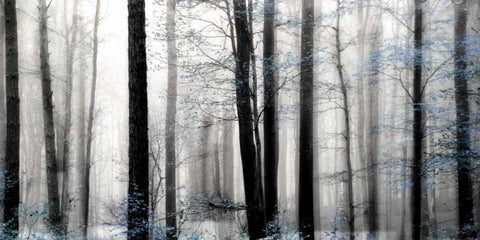Waiting For Spring White Modern Wood Framed Art Print with Double Matting by Weisz, Irene
