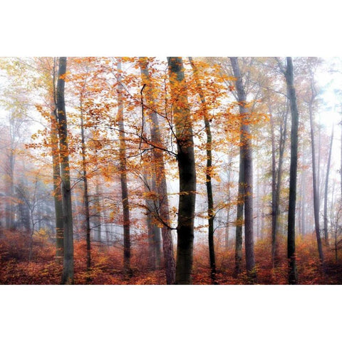 Lost in the Forest Black Modern Wood Framed Art Print with Double Matting by Weisz, Irene