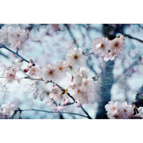 Flowering Joy Black Modern Wood Framed Art Print by Weisz, Irene