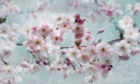Scent of Spring White Modern Wood Framed Art Print with Double Matting by Weisz, Irene