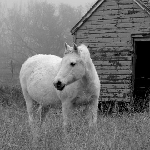 Morning Pasture White Modern Wood Framed Art Print with Double Matting by Robinson, Carol