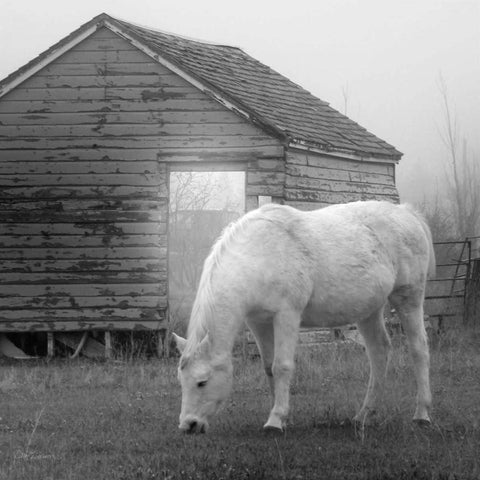 Misty Pasture White Modern Wood Framed Art Print with Double Matting by Robinson, Carol