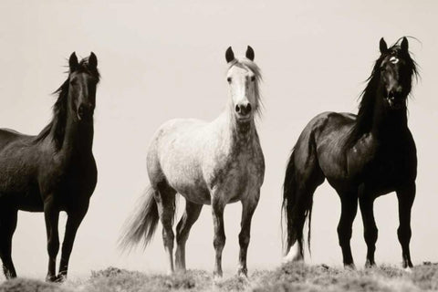 Wild Stallions White Modern Wood Framed Art Print with Double Matting by Delimont, Danita