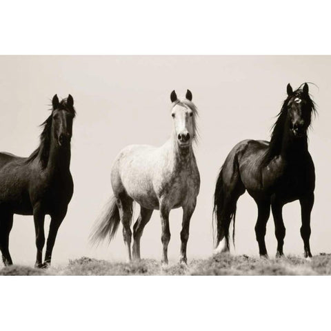 Wild Stallions Black Modern Wood Framed Art Print by Delimont, Danita