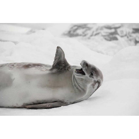 Laughing Seal White Modern Wood Framed Art Print by Delimont, Danita