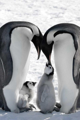 Snow Hill Island Family White Modern Wood Framed Art Print with Double Matting by Delimont, Danita