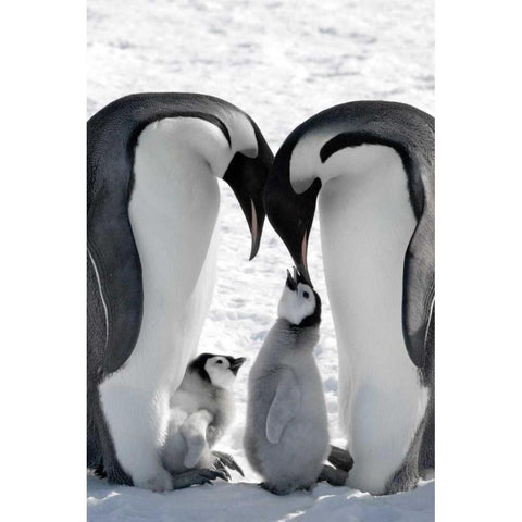 Snow Hill Island Family Black Modern Wood Framed Art Print with Double Matting by Delimont, Danita