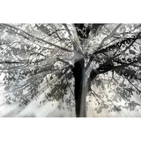 Story From Light and Black Modern Wood Framed Art Print by Weisz, Irene